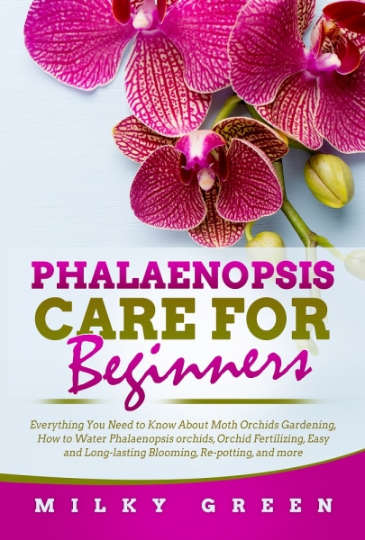 Phalaenopsis Care for Beginners